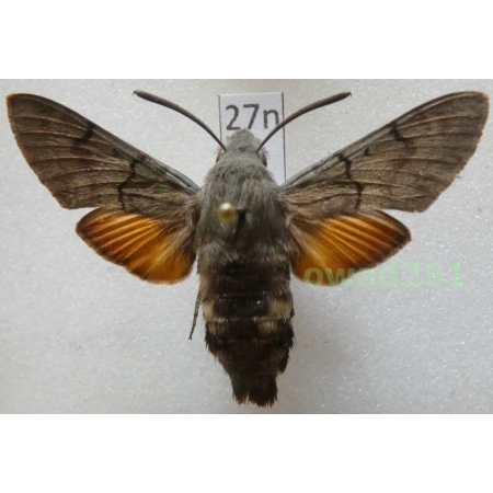 Macroglossum stellatarum (Linnaeus, 1758) Czech27n
